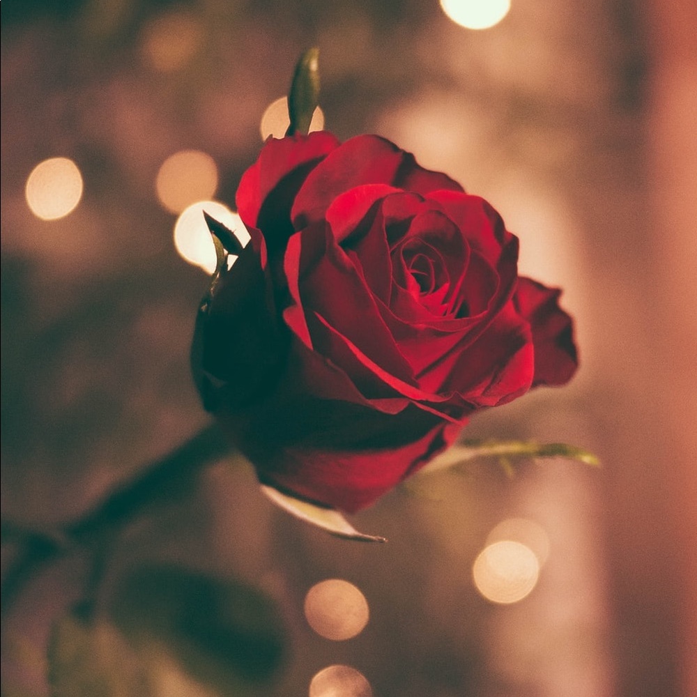 Meet your Posher, Rosa